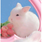 blooms & bunnies