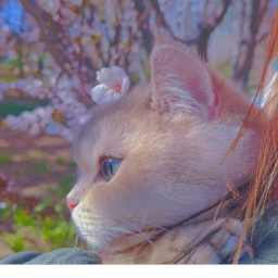Cats Kingdom Hang out :D