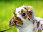 cute fun bunny