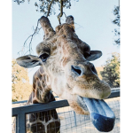 giraff3 clubbb