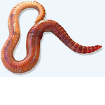 worm community
