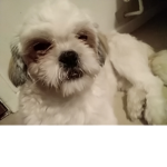 Puppies planet