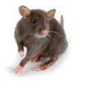 Ratinho's Group