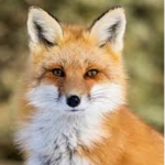 —•Lil Foxes•—