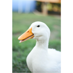 duck army meeting place! (update!)