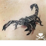 G.S.U.[Grey scorpian union]