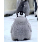 PenguinCommunity