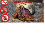 SAVE THE HERMIT CRABS