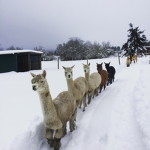 Charlotte the Alpaca rancher
