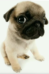 Pug group chat