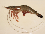 shrimp farmers LLC.