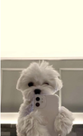 [< doggie angels>]