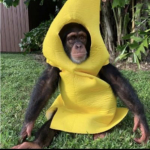 Monkeyism