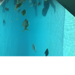 Sub to fishy blox