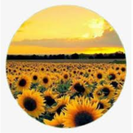 sunflower_girls