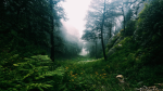 Forest Unity