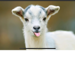 Robuxgoatsquad