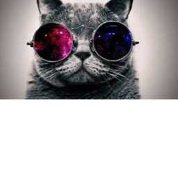 Kitties Rule's Base