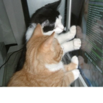 People who love cats =*-*=