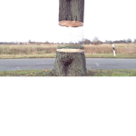 Tree Group man group; tree