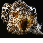 Tiger Lovers!