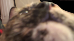 TheFurryIdiots