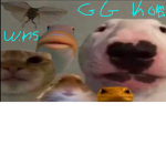 gg koma wins no cap