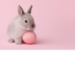 bunnies role