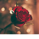 Aesthetic Rose Corps