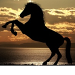 horses are the bestt