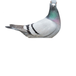 PIEGON