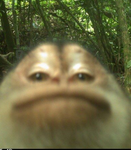 Dumb.Monkeys