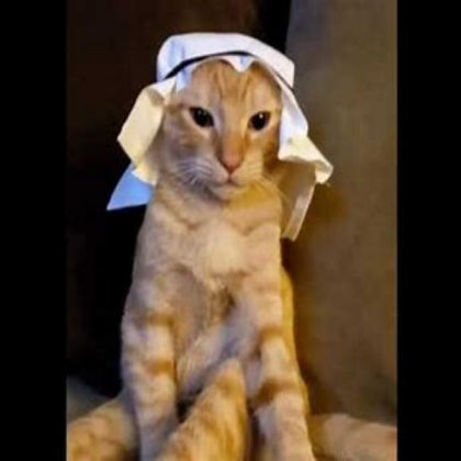 Halal cat Roblox decal