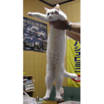 ultimate cat
