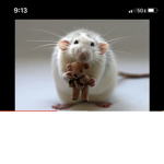 rAt rAt hehe