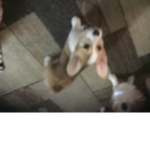 The good boi group