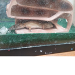 The lizard