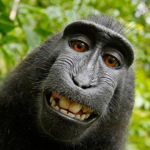 Fellowship of Monke