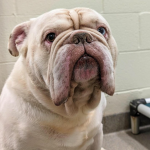 Bulldogs R Best