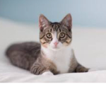 Cat Army: Cat Fans only!