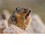 Online Screaming Pika friends.