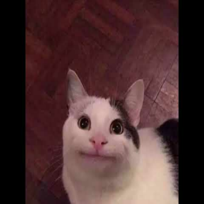Funny Cat Roblox decal