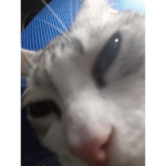CATS!!!!!!!!!!!!!!!!!!!!!cats,cats,cats!!!!