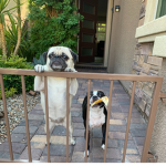 besties friends doggy love
