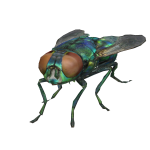 Fly