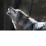 Wolf pack of elements