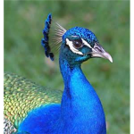 The Bird