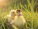 The DuckIing’s