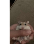 Rest In Peace pika