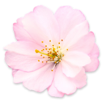 ~ Blossom~